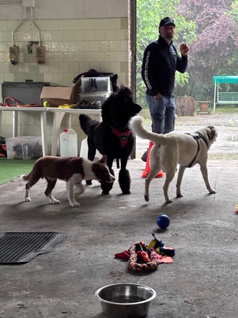 Essere cane per un giorno – seminario al Bosco di Gio, foto 4
