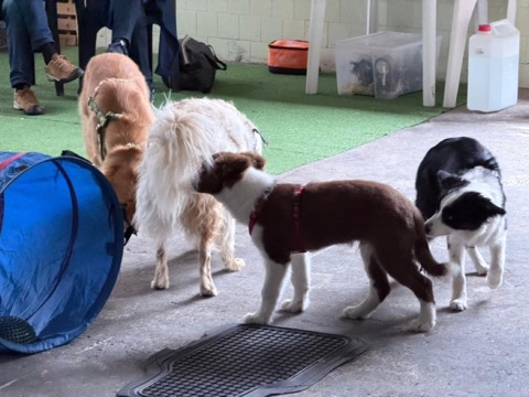 Essere cane per un giorno – seminario al Bosco di Gio, foto 5