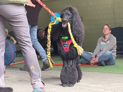Essere cane per un giorno – seminario al Bosco di Gio, foto 8