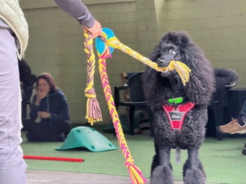 Essere cane per un giorno – seminario al Bosco di Gio, foto 11