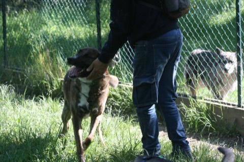 Essere cane per un giorno – passeggiata sociale e classi, foto 4