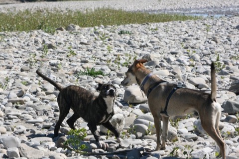Essere cane per un giorno – passeggiata sociale e classi, foto 9