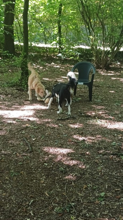 Essere cane per un giorno – passeggiata sociale e classi, foto 18